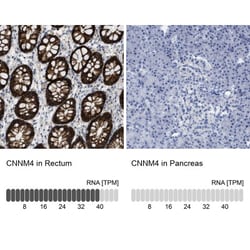 CNNM4 Antibody, Novus Biologicals:Antibodies:Primary Antibodies